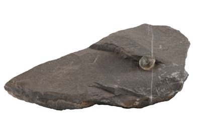 Roccia con diamante grezzo IGB-5715