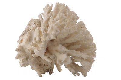 Corallo bianco gorgonacea (?) IGB-15678