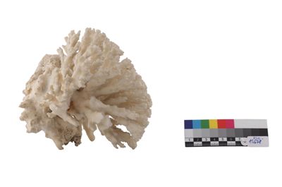 Foto Corallo bianco gorgonacea (?) IGB-015678_20250910_002.jpg