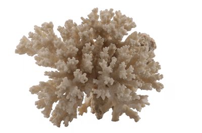 Foto Corallo bianco gorgonacea (?) IGB-015678_20250910_003.jpg