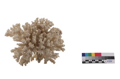 Foto Corallo bianco gorgonacea (?) IGB-015678_20250910_004.jpg