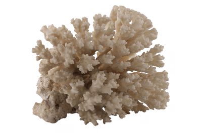 Foto Corallo bianco gorgonacea (?) IGB-015678_20250910_005.jpg