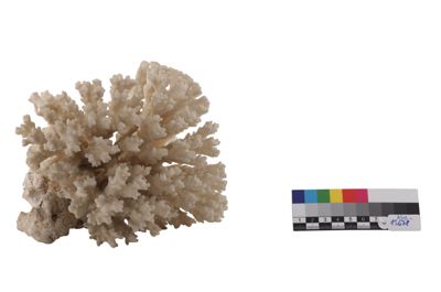 Foto Corallo bianco gorgonacea (?) IGB-015678_20250910_006.jpg