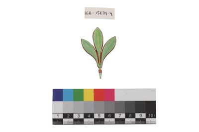 Foto Esempio di smaltatura sull'argento, tonalità di verde IGB-015679-04_20250910_002.jpg