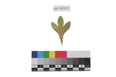 Foto Esempio di smaltatura sull'argento, tonalità di verde IGB-015679-05_20250910_004.jpg