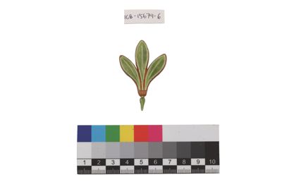 Foto Esempio di smaltatura sull'argento, tonalità di verde IGB-015679-06_20250910_002.jpg