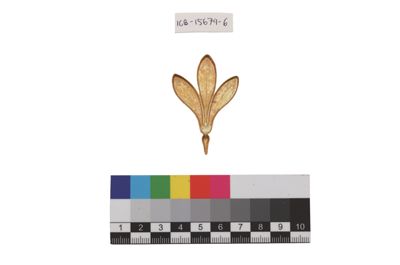 Foto Esempio di smaltatura sull'argento, tonalità di verde IGB-015679-06_20250910_004.jpg