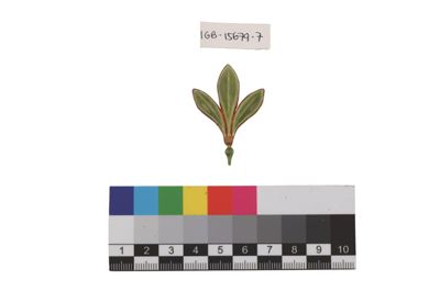 Foto Esempio di smaltatura sull'argento, tonalità di verde IGB-015679-07_20250910_002.jpg