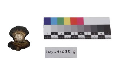 Foto ornamento per vasi IGB-015685-6_20250613_003.JPG