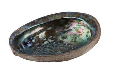 Carapace di abalone IGB-15688