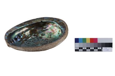 Foto Carapace di abalone IGB-015688_20251217_002.jpg