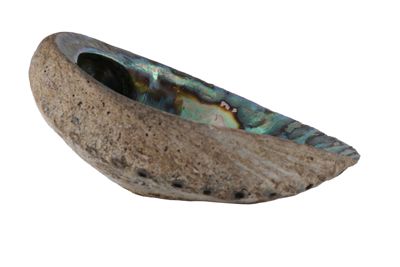 Foto Carapace di abalone IGB-015688_20251217_003.jpg