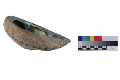 Foto Carapace di abalone IGB-015688_20251217_004.jpg