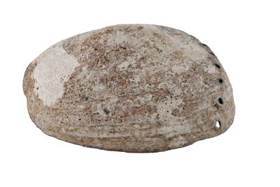 Foto Carapace di abalone IGB-015688_20251217_005.jpg