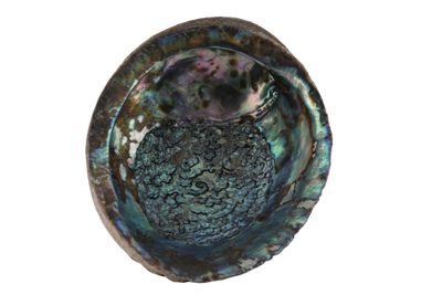Foto Carapace di abalone IGB-015688_20251217_007.jpg