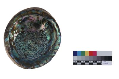 Foto Carapace di abalone IGB-015688_20251217_008.jpg
