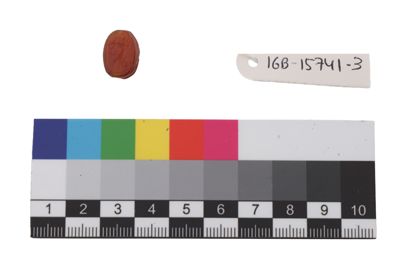 Foto Scarabeo in corniola naturale IGB-015741-3_20250912_004.jpg