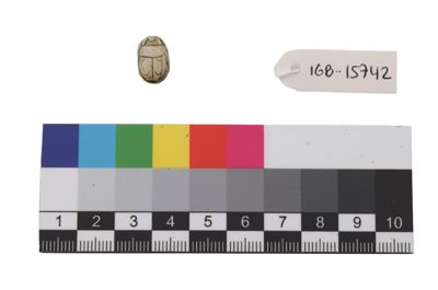 Foto Scarabeo in roccia IGB-015742_20250912_002.jpg