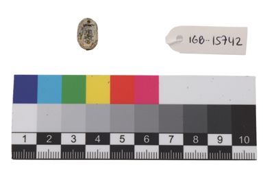 Foto Scarabeo in roccia IGB-015742_20250912_004.jpg