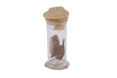 Campione di animali delle profondità marine IGB-12350-5