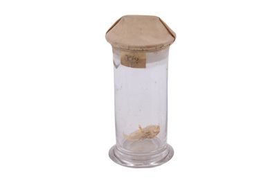 Campione di animali delle profondità marine IGB-12350-11
