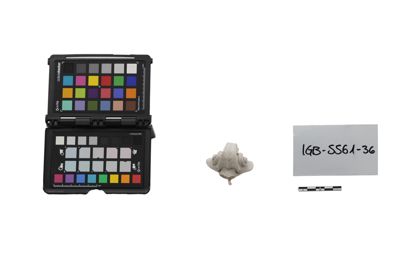 Foto calco di chiocciola di violino IGB-005561-36_20250228_002.jpg