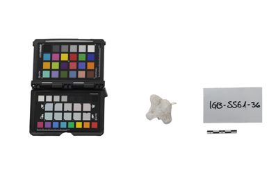 Foto calco di chiocciola di violino IGB-005561-36_20250228_004.jpg