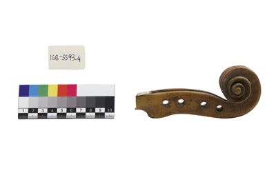 Foto Riccio di violino IGB-005593-04_20250604_002.jpg