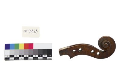 Foto Riccio di violino IGB-005593-05_20250604_002.jpg