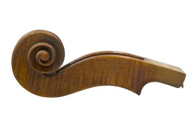 Riccio di violino IGB-5593-8