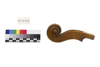 Foto Riccio di violino IGB-005593-08_20250604_002.jpg